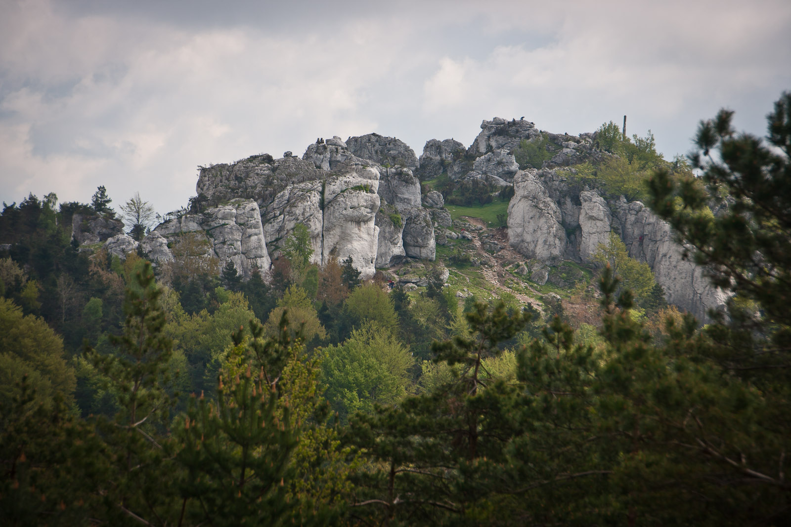 Polijas Jura