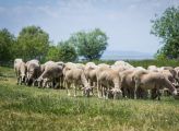 Foto: Turcijas smaržu psihedēlija