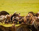 Foto: Kilimandžaro un savvaļas dzīves mācībstunda
