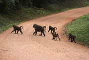 Foto: Pigmeji un sarkanās smiltis