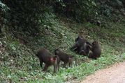 Foto: Pigmeji un sarkanās smiltis