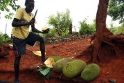 Foto: Pigmeji un sarkanās smiltis