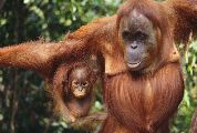 Foto: Cilts sievietes un saldūdens delfīnu meklējumi Borneo