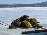 Foto: Suņu pajūgā pa caursalušu upi