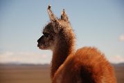 Foto: Patagonijas vējš un Argentīnas krāsas