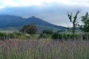 Foto: Babylonstoren