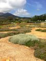 Foto: Babylonstoren