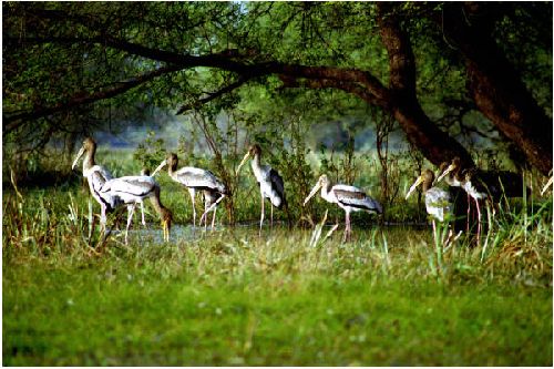 Bharatpur Bird Sanctuary, Bharatpur
