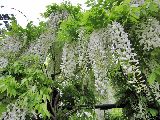 Foto: Kjū karaliskais botāniskais dārzs (The Royal Botanic Gardens, Kew)