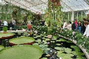 Foto: Kjū karaliskais botāniskais dārzs (The Royal Botanic Gardens, Kew)