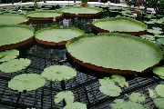 Foto: Kjū karaliskais botāniskais dārzs (The Royal Botanic Gardens, Kew)