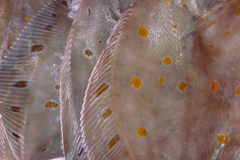 Zivju veikals “Svaigas zivis”